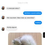 Laski uwielbiają kotórki!
