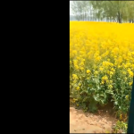 Magiczny ogr&oacute;d