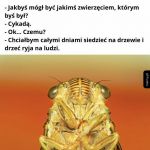 Cykada