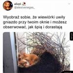 Wiewiórki