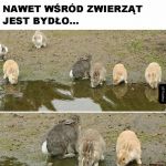 Jak on tak może