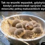 Małe wydry