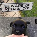 Atak wściekłego psa