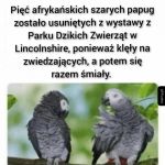 Afrykańskie papugi