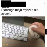 Dlaczego myszka nie działa