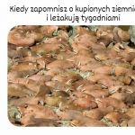 I tak tu się kiełkuje powoli w tej kuchni