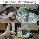 Trzeba sobie radzić z kotem