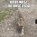 Koteł