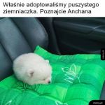 Puszysty ziemniaczek