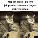 Dobry kot