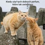 Ulubione perfumy