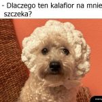 Dziwny jakiś