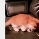 Starcie tytan&oacute;w