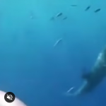 Rekin ginie podczas próby ataku na ludzi w klatce