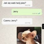 Pies Jerry