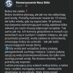 Bobry nie niszczą wałów