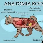 Anatomia kota