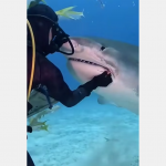 Nurek pomaga rekinowi usunąć haczyk