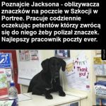 Cute pracownik