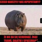 w sumie coś w tym jest