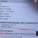 Dobry ziomek znalazł kotka i zaadoptował