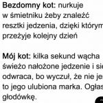 Koty