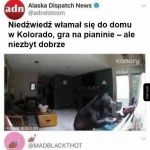 Nie ciśnij misia