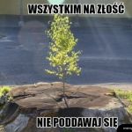 Nie poddawaj się