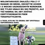 Dobry piesek