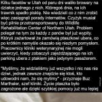 Ciekawy pasażer