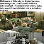 Piękny piesek