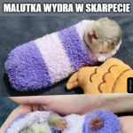Zgredek dostał skarpetę, Zgredek jest wolny
