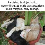 Hodowla kotków