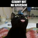 Czarny kot