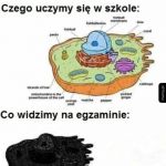 Sesja