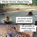 Pułapka na kota