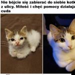 Bezdomniaczki