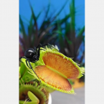 Natura