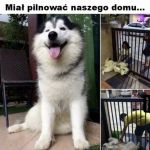 Pilnuje na swój sposób