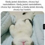 Kot wygrywa   xd
