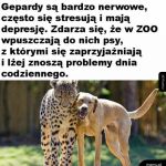 Kochane pieski