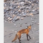 Dzika natura