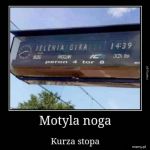 Jelenia gira