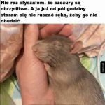 Piękny