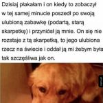 Kochany pieseł