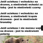 A jeśli niedźwiedź spada ci z drzewa na głowę, to jest to panda
