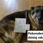 Brawo piesku