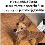 Sarna na sprzedaż