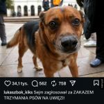 Dobre wieści dla czworonogów i ich miłośników!