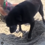 Może i jest stary, ale nadal uwielbia kopać dołki na plaży..